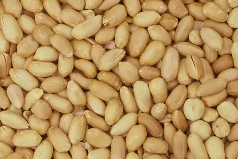 معرفی بادام زمینی کره گیری + بهترین قیمت خرید